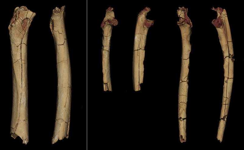    3D-модель останков S. tchadensisFranck Guy/PALEVOPRIM/CNRS – University of Poitiers