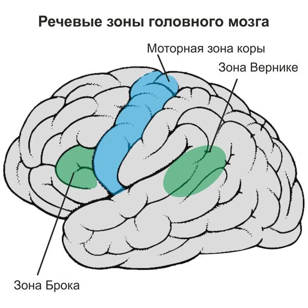 Моторная алалия как диагностировать