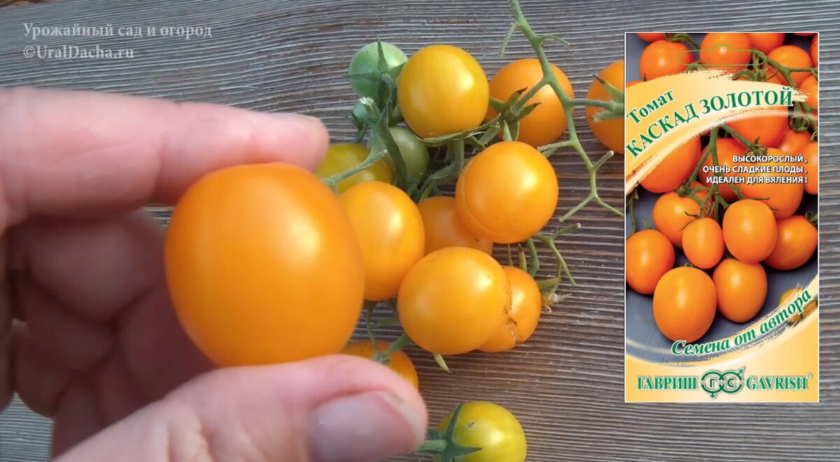 Сегодня мы разберём сорта и гибриды высокорослых томатов, которые высаживали в этом году.-13