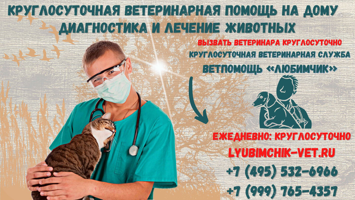 Круглосуточный ветеринар на дом москва