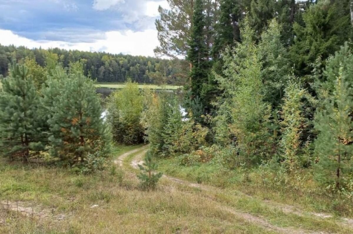    Тюменцы внесли свой вклад в восстановление лесов после летних пожаров.