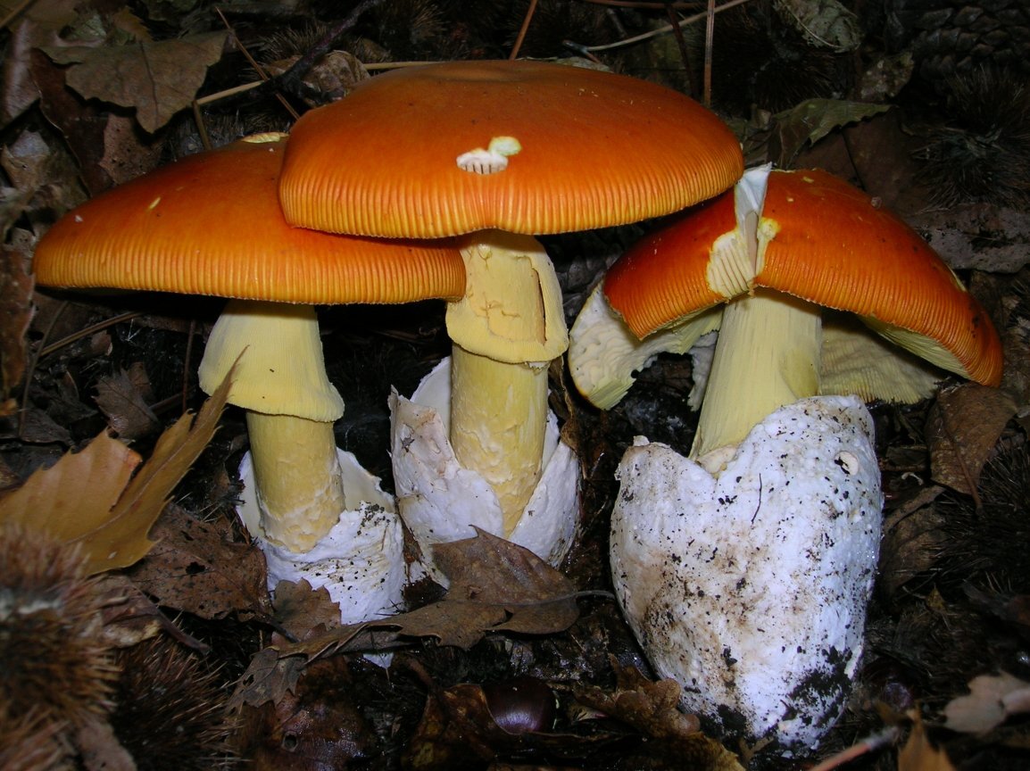 Цезарский гриб (Amanita caesarea)