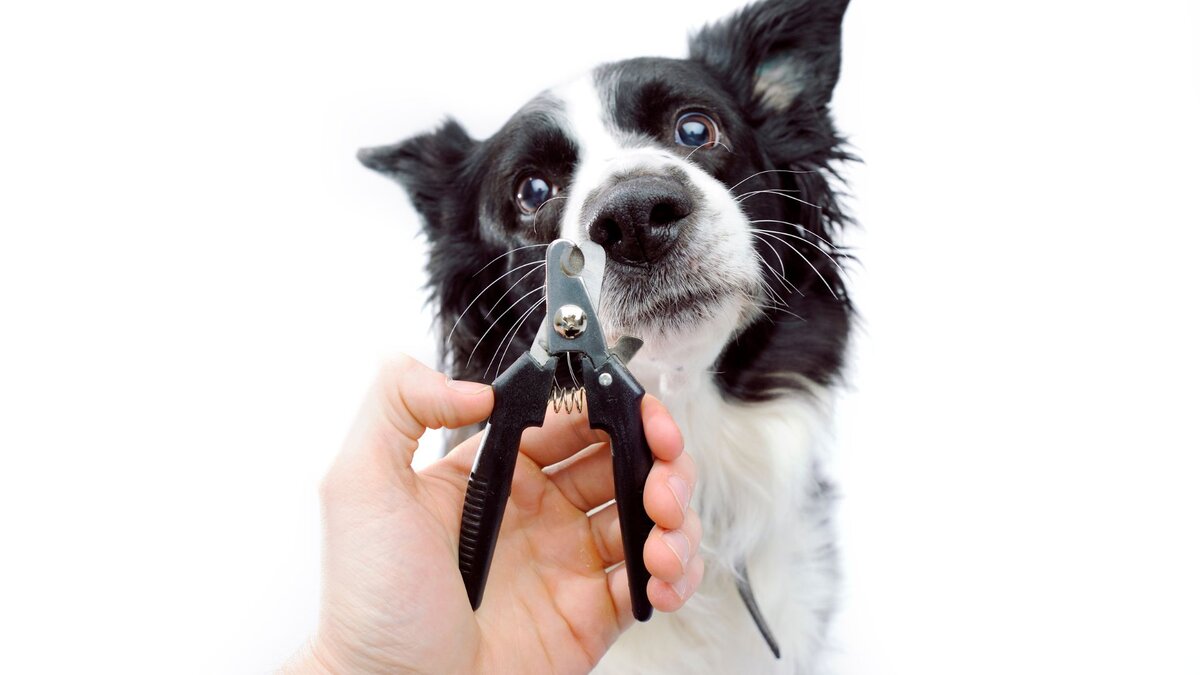 Как правильно подстричь когти собаке: советы ветеринаров