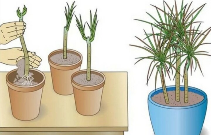 Драцена голден коаст (Dracaena Fragrans Golden Coast) | Клумба - интернет магазин цветов в Туле