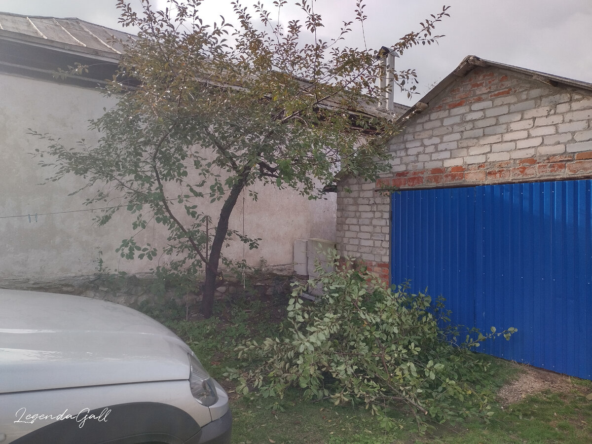 Вот еще чуток обкорнала. Потом еще две самые верхние ветки Олег срезал