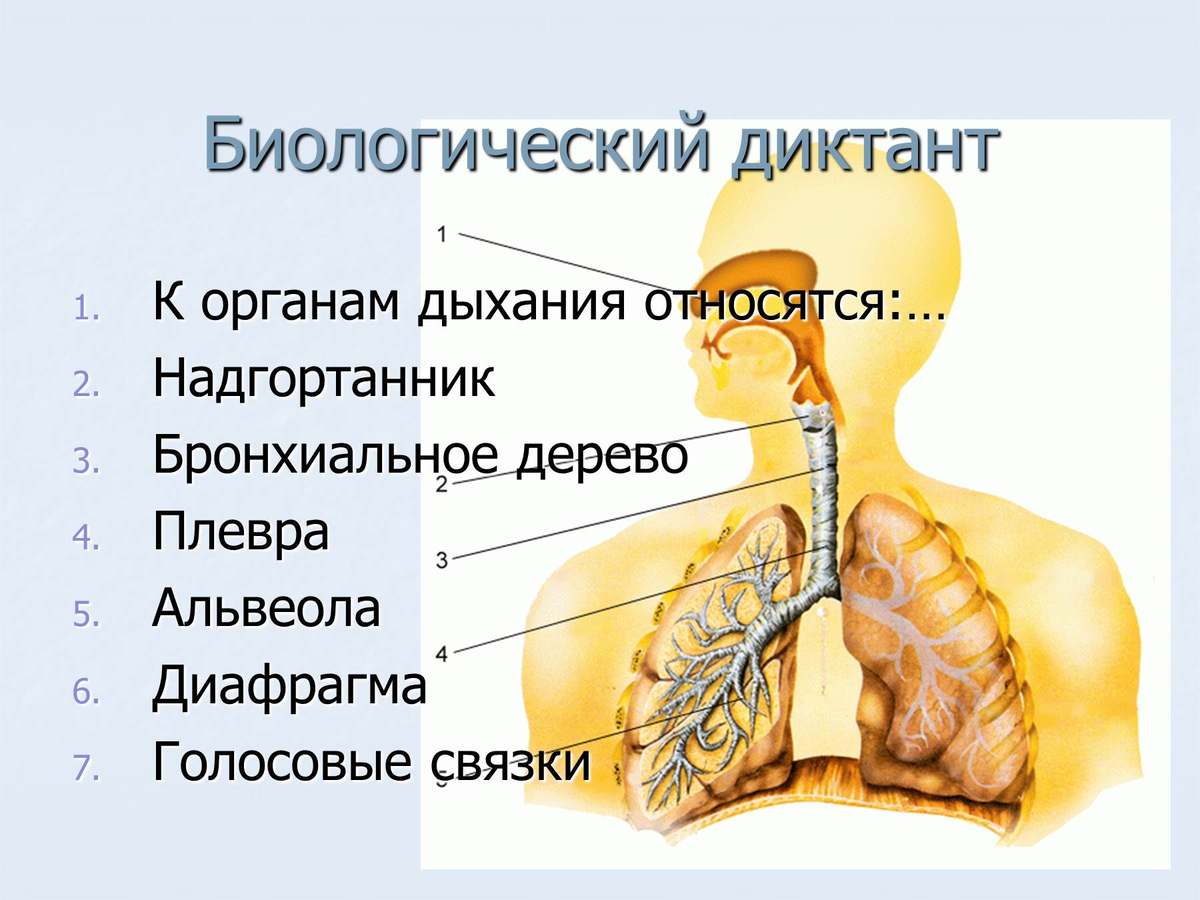 К системе дыхания относятся. Органы дыхания. Дыхательная система. Дыхательная система человека. Органы дыхательной системы