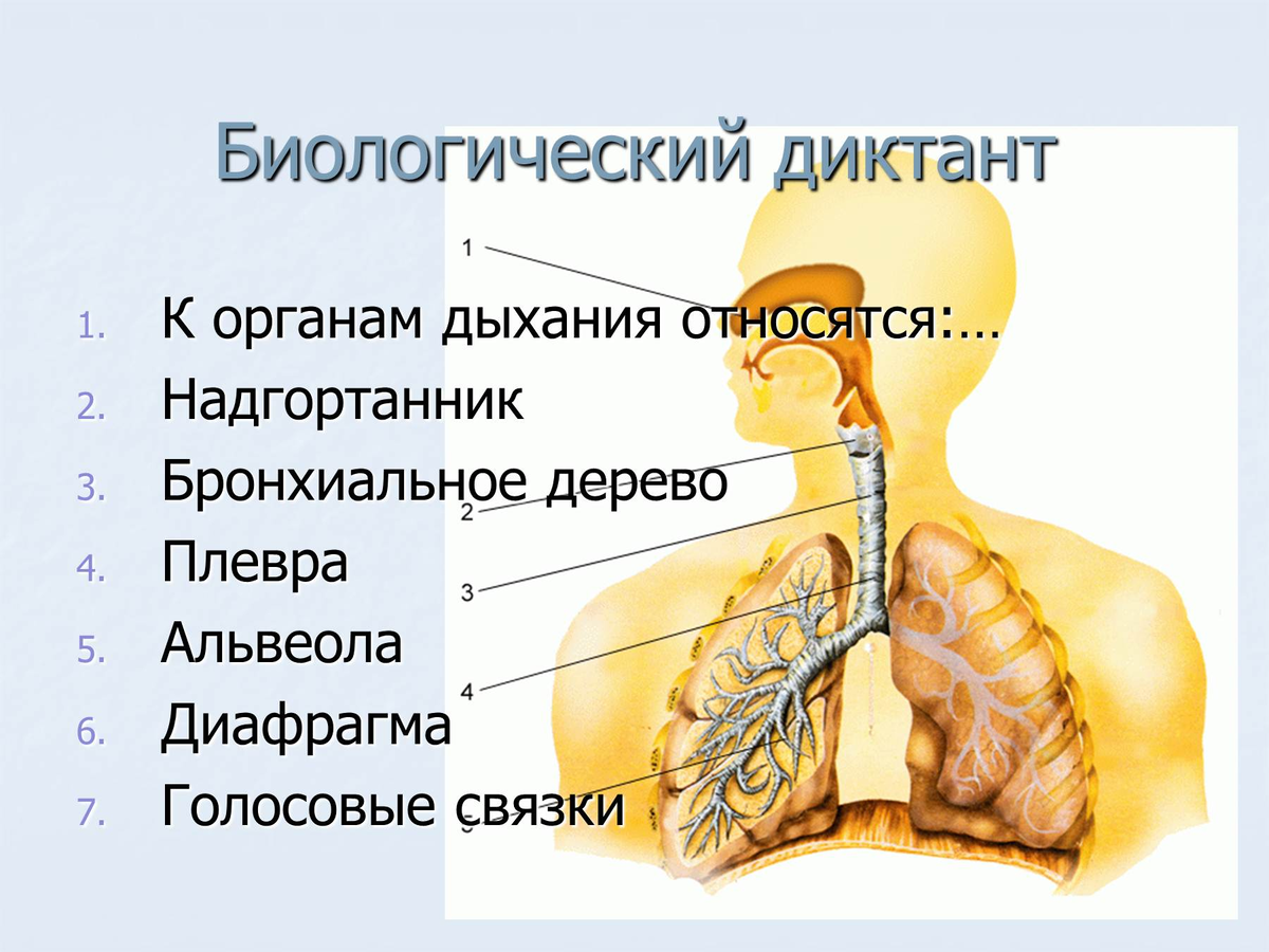 Презентация на тему дыхание