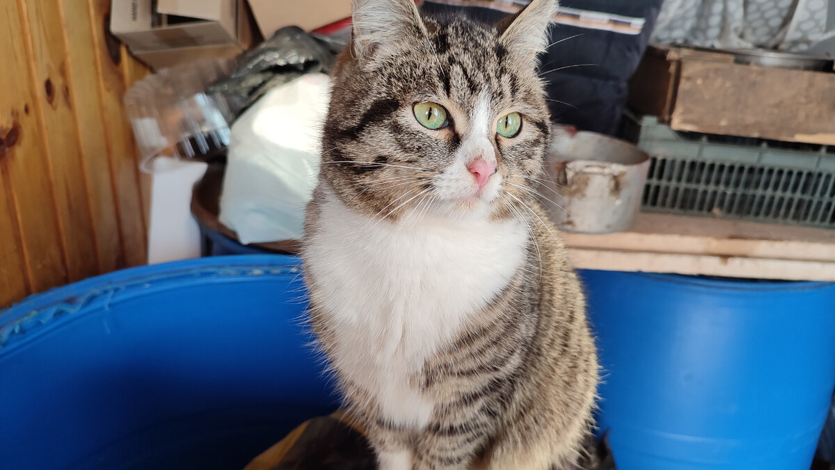 Мой кот Артëмка