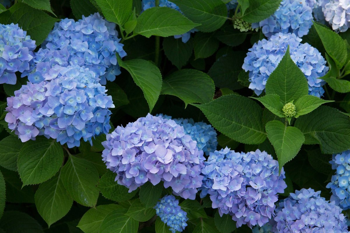 Cuando plantar hortensias