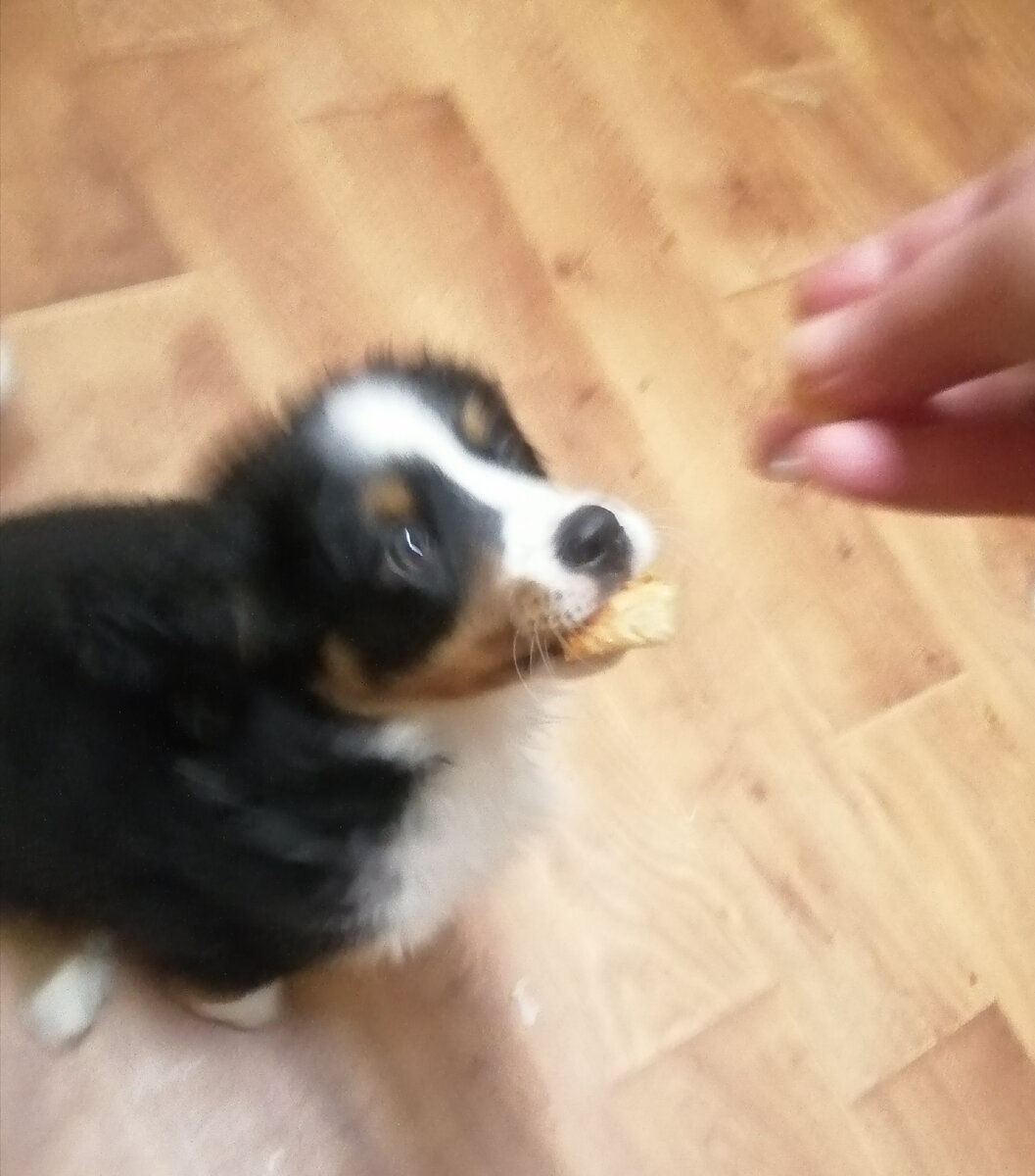 Лялька