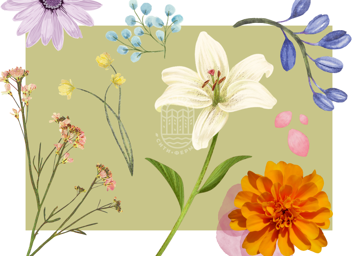 Иллюстрация: city-farmer.ru