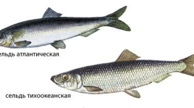 Как подготовить сельдь к мариновке