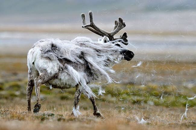 Что тут делает северный олень? Ну, он тоже в каком-то смысле питомец!