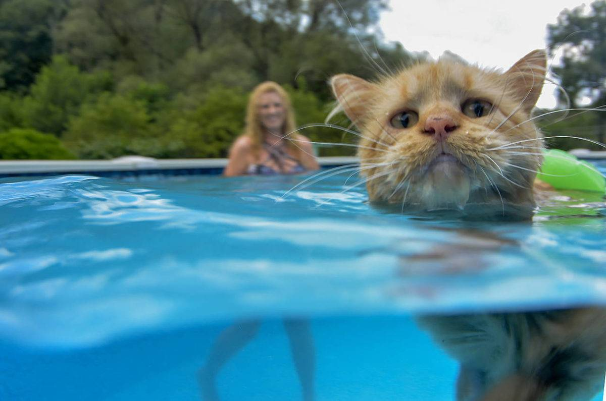 Кот в воде. Кошка в бассейне. Кот плавает. Кот плавает в бассейне. Котик купается в бассейне.