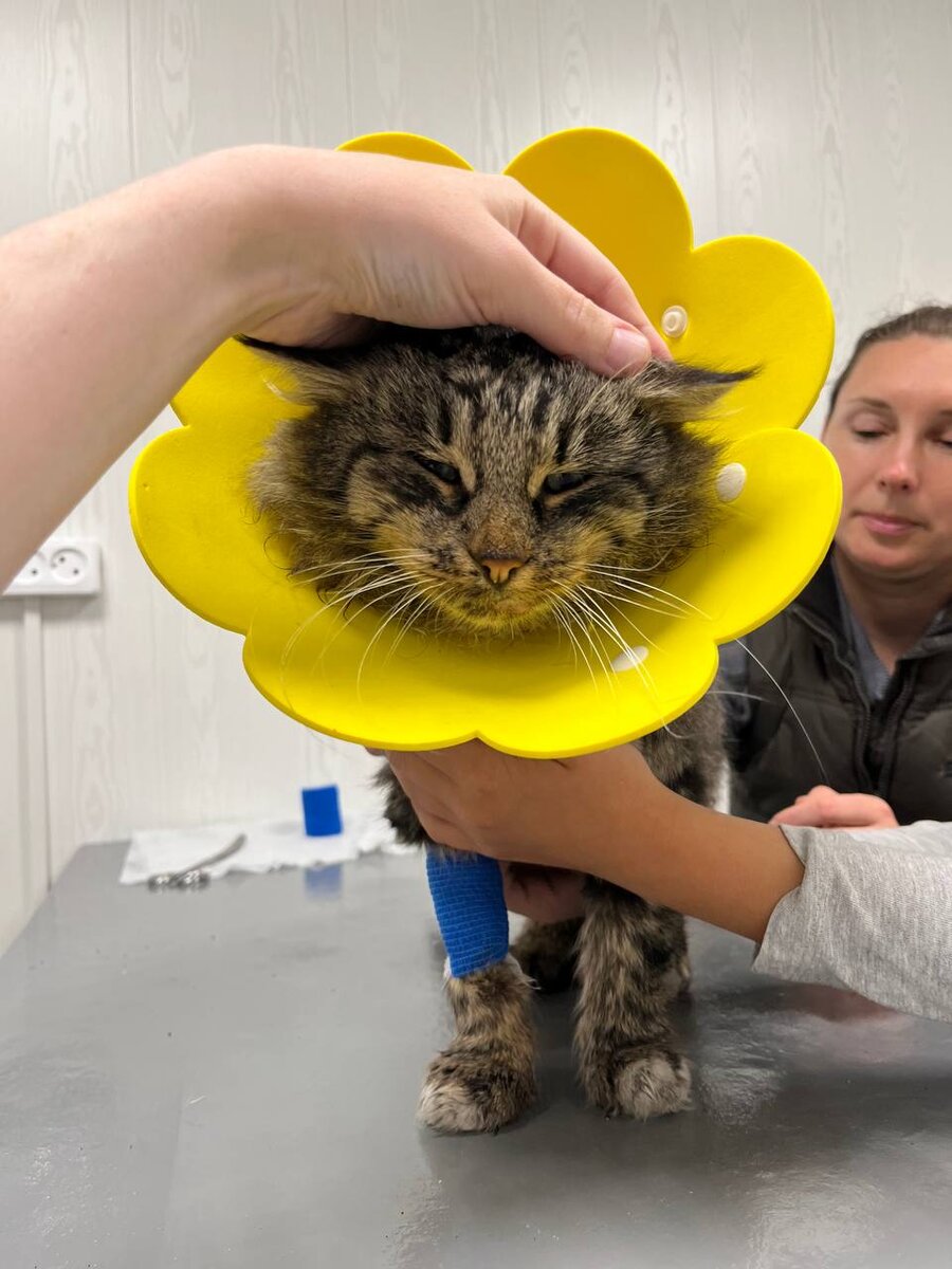 Воротник - чтобы пушистый не кусался 