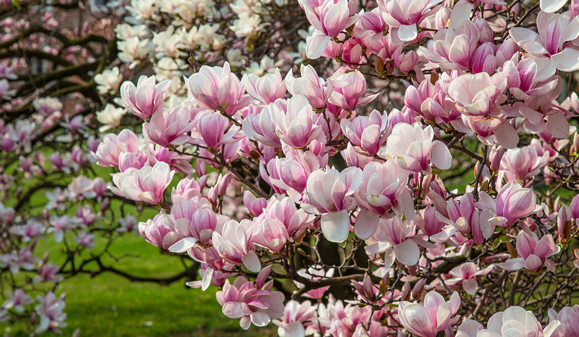 Растения для Вашего сада от Садового центра Green Space 