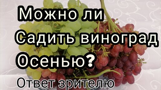 можно ли сажать саженцы винограда осенью