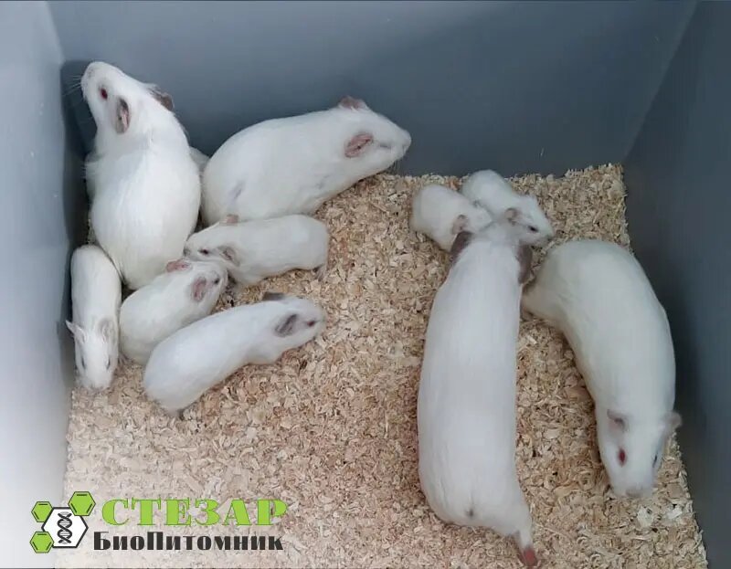 Морские свинки Агути - альбиносы в БиоПитомнике Стезар / Фото с нашего сайта www.biopitomnik.ru