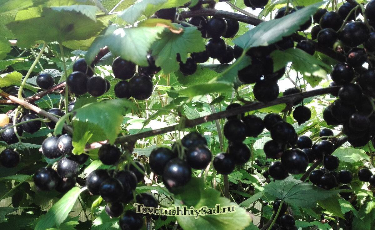 Чёрная смородина ягоды