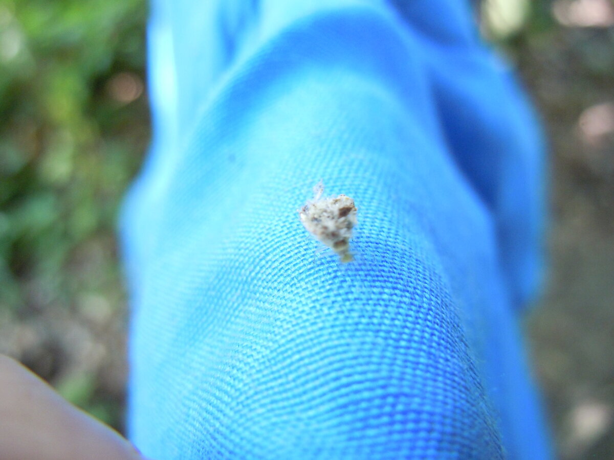 В этом 2023 году на упавшем листе бука заметил вот таких пушистиков. Часть их распушены, а некоторые как бы втянуты и похожи на бритвенные помазки. На обратной стороне листа вид такой.-11