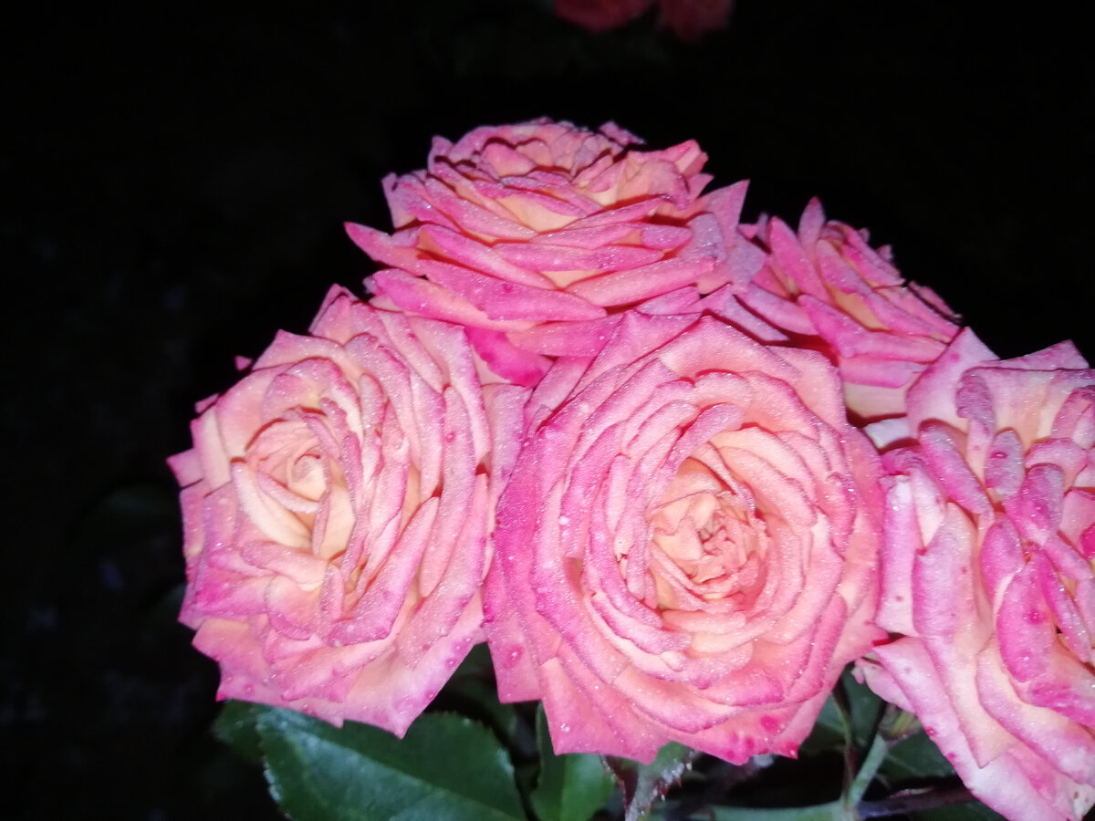 фото автора, Северный Сад. 