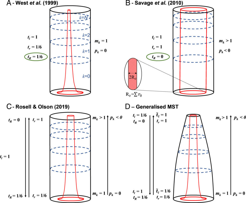    Модели суммарных объемов ветвящейся сети, иллюстрирующие, как изменяется общий объем сети (внешняя форма, отмеченная черным цветом) и общий проводящий объем (внутренняя форма, выделенная красным цветом) с различными коэффициентами / © phys.org