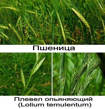 Яндекс.Картинки