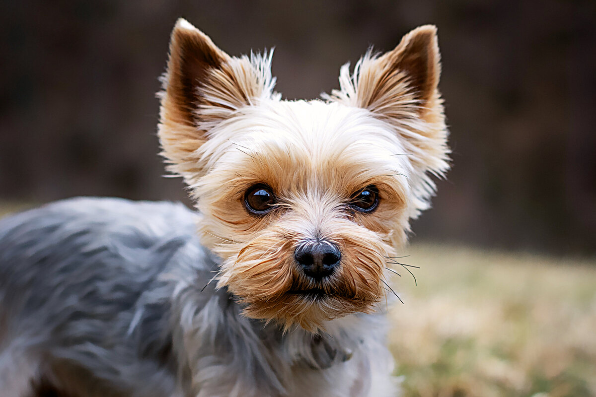 Глаза-бусины, заковыристый чуб и роскошная шевелюра. Всё это об одной из самых популярных собак в мире.-2