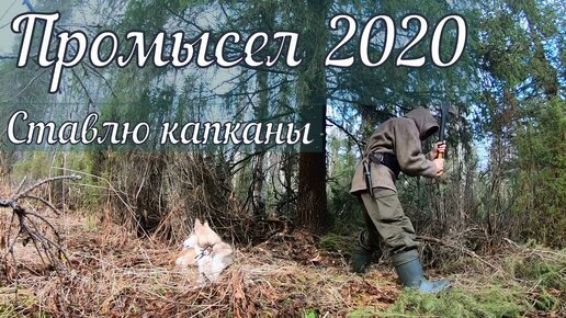 Открываю капканы.Промысел пушнины 2020.