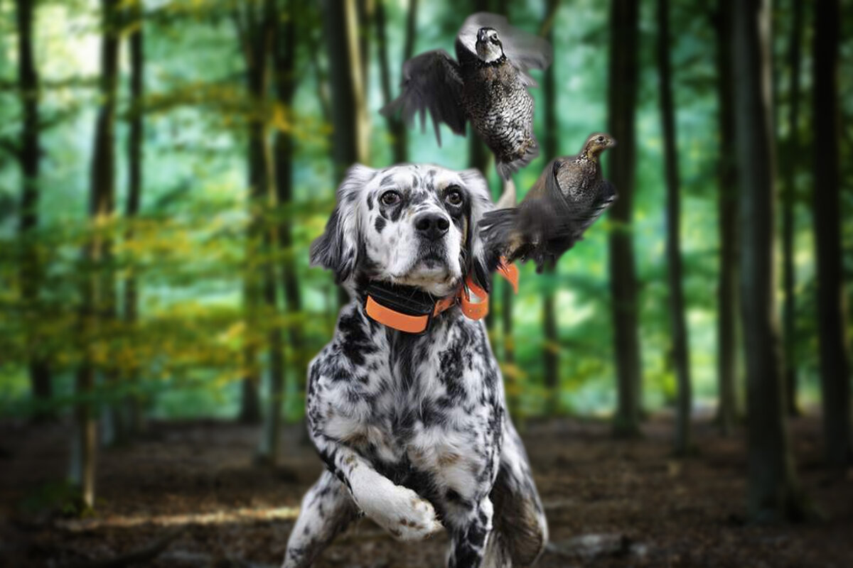 Азавак: узнайте всё об одной из лучших охотничьих пород собак