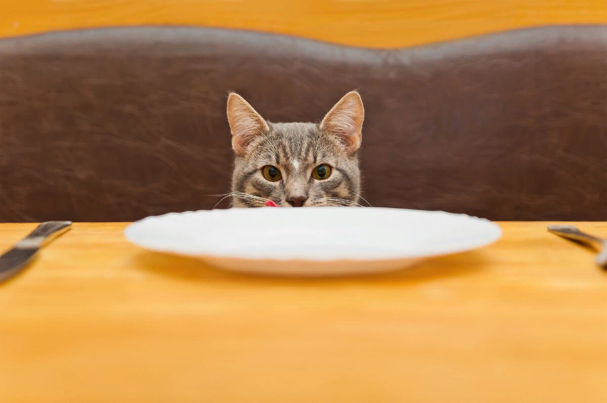 Кошка просит еду. Голодный кот. Голодный котенок. Кот в тарелке. Котик с пустой миской.