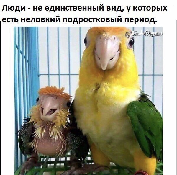 Яндекс картинки 