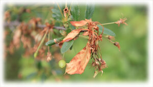 Для каждого садовода важно, чтобы все деревья в саду приносили вкусные и сладкие плоды. Но иногда можно столкнуться с вопросом, почему не плодоносит черешня. Тогда приходится разбираться с условиями выращивания или некоторыми особенностями опыления.