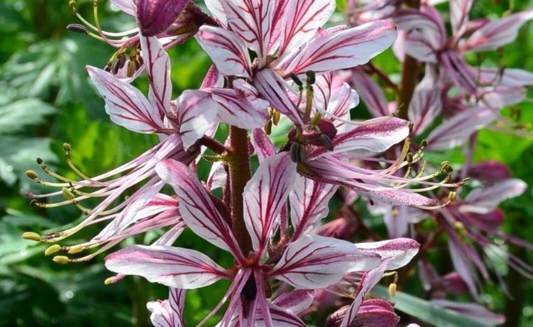 Ясенец Кавказский
