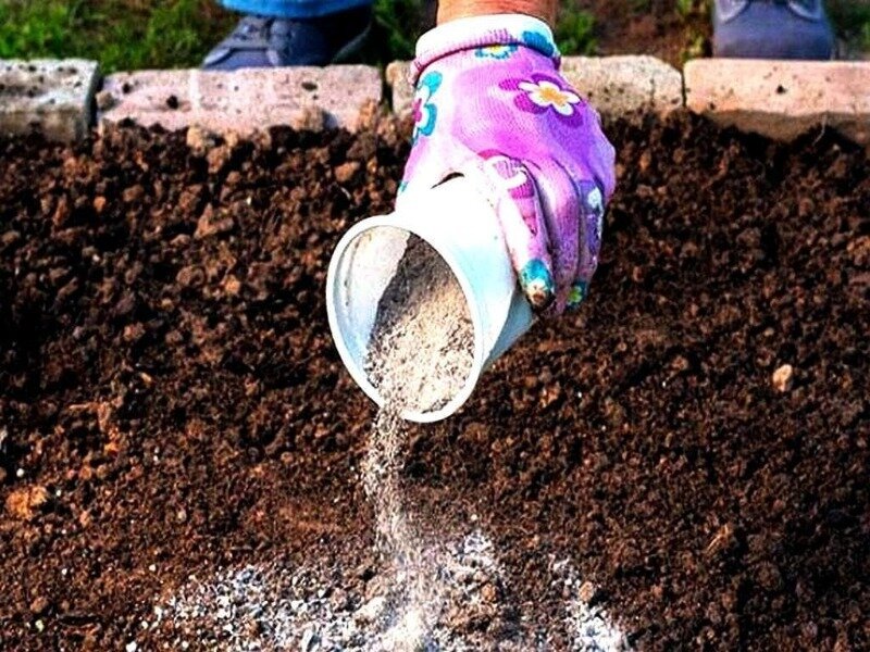 Фото instagram.com/p/CGrtgOJn4El/