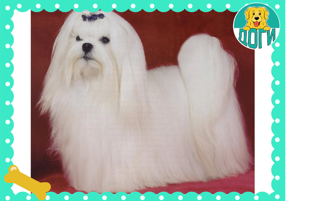 Стандарт породы мальтезе. Фото в свободном доступе