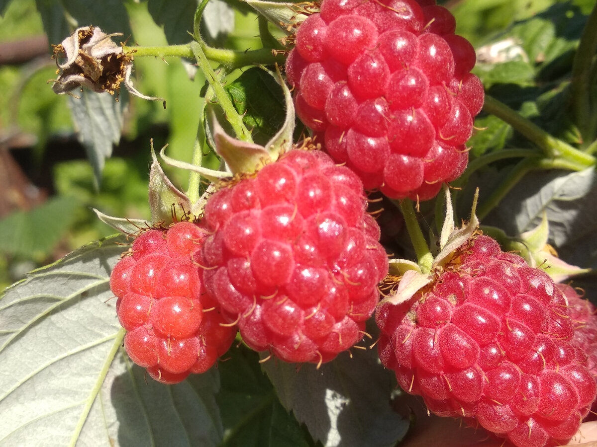 Созрела малина. Фото автора