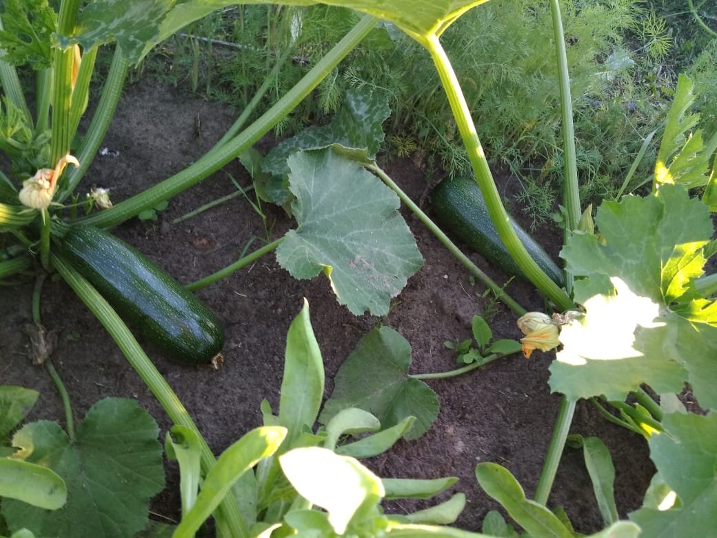 Личное фото.