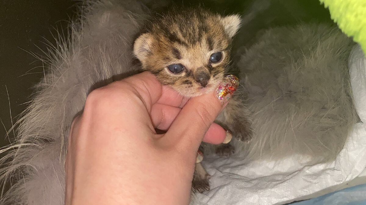 В тот день у Курской помойки остановилась машина. Из нее вышел мужчина с мусорным пакетом.-5