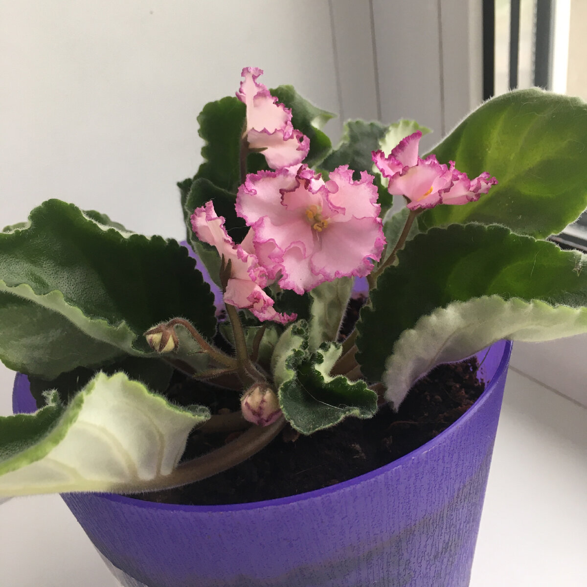 Ян-Менуэт во всей красе