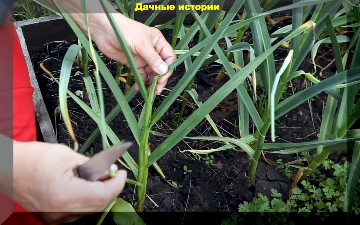 https://vk.com/photo-159774511_457248373