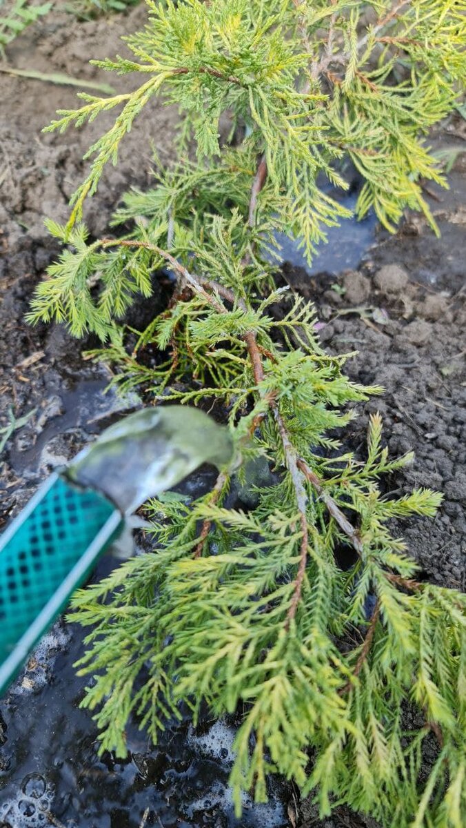 Способы полива