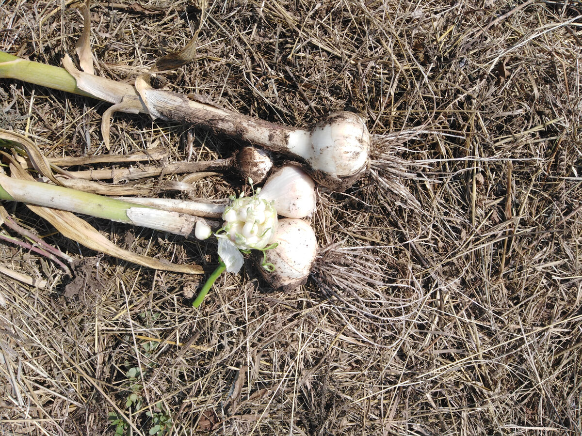 Чеснок урожая этого года. Уборка только начинается (18 июля)