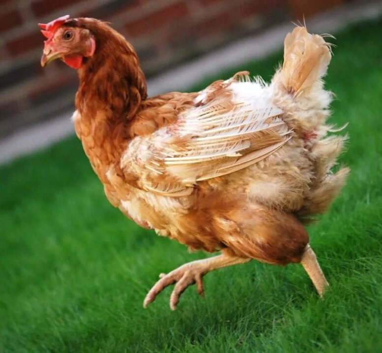 Курочки в период линьки
