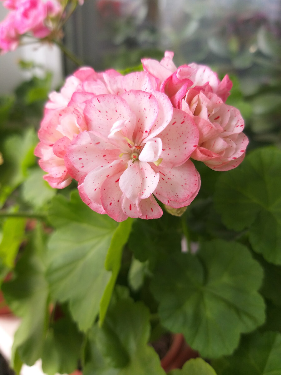 Чудесный сорт герани Unicorn Monday Morning. Я обожаю эти крапинки. Пока малыш был маленький, кое-какие герани у меня погибли - банально не хватало времени за ними ухаживать. 