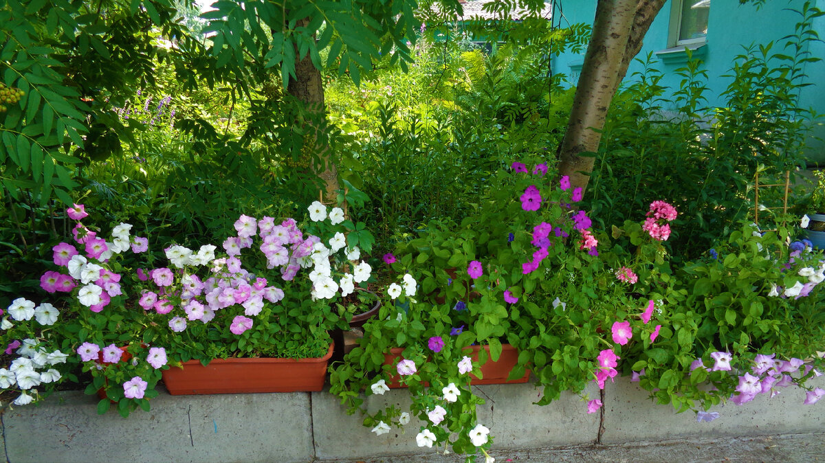 Под рябинами в открытом грунте цветы расти не хотят - корни деревьев очень быстро забирают у них всю воду и питание. Спасают ситуацию ящики и кашпо.