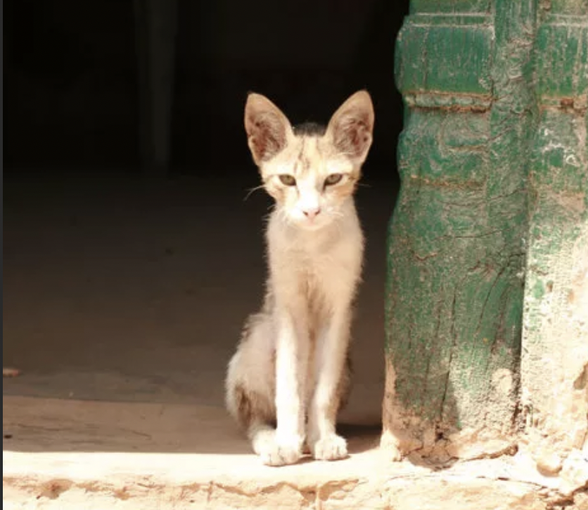 Кошек в Индии можно встретить - но в основном у мусульман и сикхов
