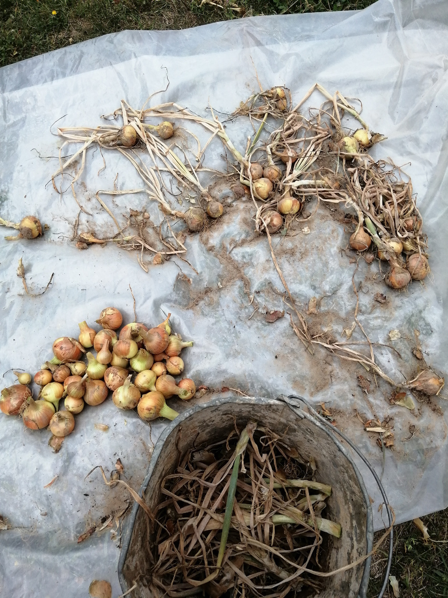 Наш лук. Не весь. Половинка грядки 