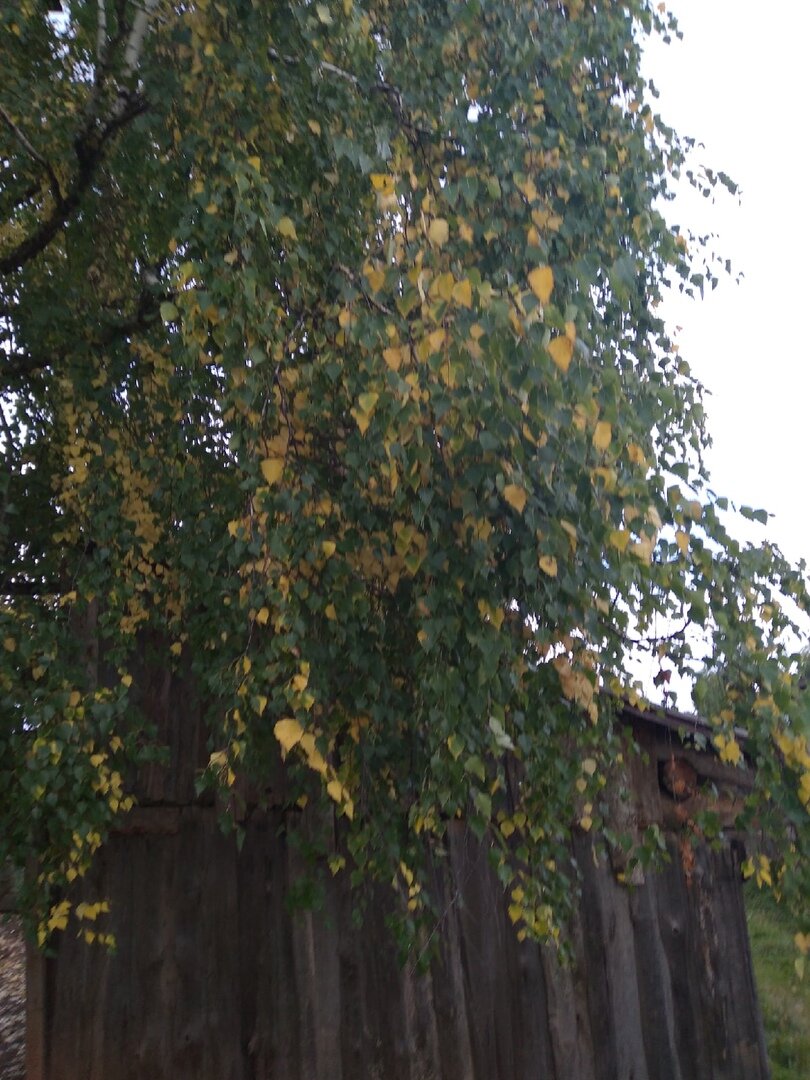СКОРО ОСЕНЬ, ЗА ОКНАМИ АВГУСТ