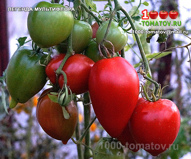 Томат Легенда мультифлора фото 1